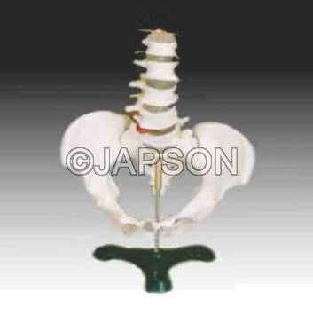 Human Pelvis Structural Model With 5 Pcs Lumbar Vertebraes Human Pelvis Structural Model With 5 Pcs Lumbar Vertebraes